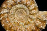Huge, Jurassic Ammonite (Kranosphinctes?) Fossil - Madagascar #175782-2